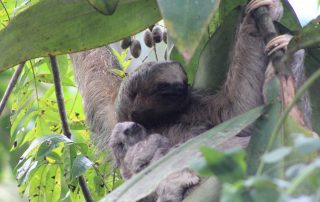 Sloths at the writing retreat